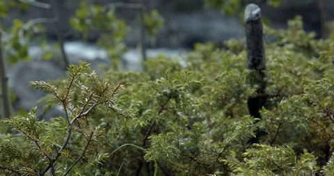 Summer Juniper Berries - Static Tripod Shot Stock Footage 94699113