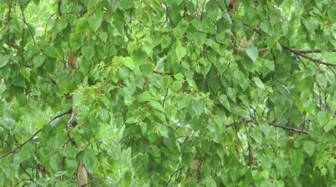 Summer Kamchatka cyclones - for the present not terrible Video stock 8559205