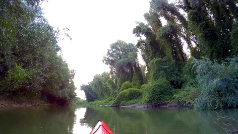 Summer kayaking in Danube river along green trees covered in wild grapes Stock Footage 100988910