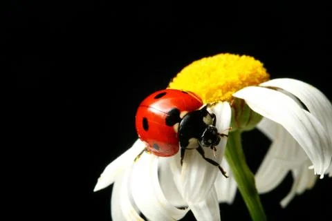Summer ladybug Stock Photos