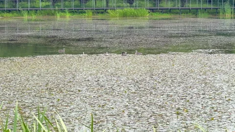 Summer lake Video stock 312135221