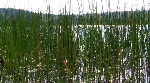 Summer Lake Grasses 2 Stock Footage 36544385