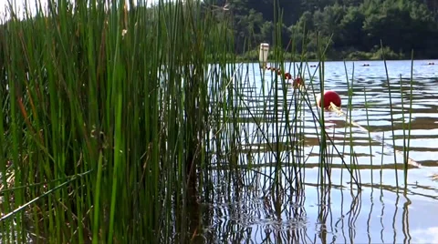 Summer Lake Grasses Stock Footage 36542359