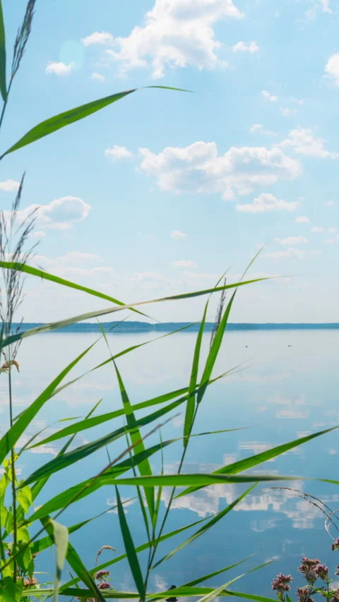Summer lake with herbs, vertical  time-lapse with a slider Stock Footage 233597318