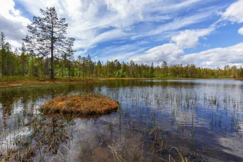 The summer lake Stock Photos
