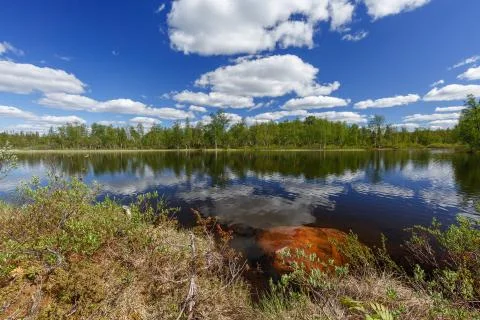 The summer lake Stock Photos
