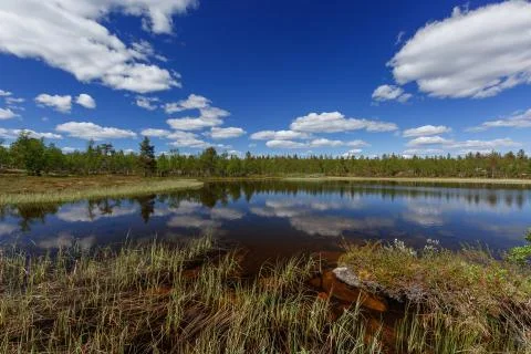 The summer lake Stock Photos