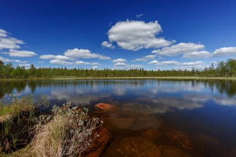 The summer lake Stock Photos
