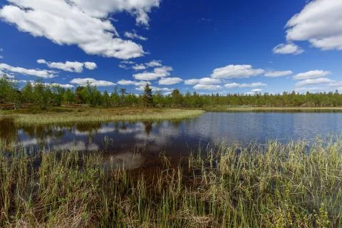 The summer lake Stock Photos