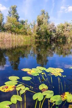 Summer on lake Stock Photos