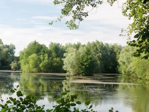 A summer lake side view with trees, clouds, algae, and reflections Stock Photos