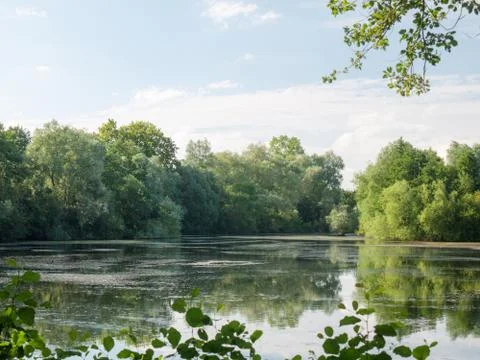 A summer lake side view with trees, clouds, algae, and reflections Stock Photos
