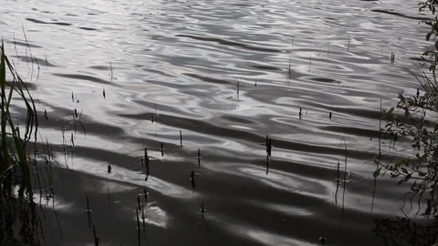 Summer lake water surface Stock Footage 252147553