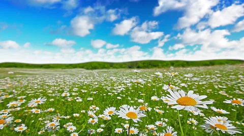 Summer landscape. 4K. FULL HD, 4096x2304. Stock Footage 34400246