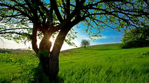 Summer landscape. 4K. FULL HD, 4096x2304. Stock Footage 34649273