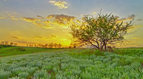 Summer landscape. 4K. FULL HD, 4096x2304. Stock Footage 34762826