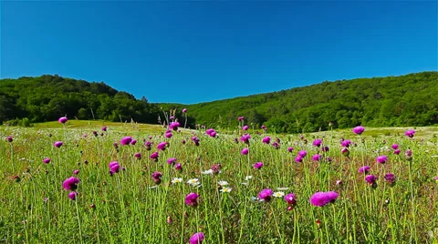 Summer landscape. 4K. FULL HD, 4096x2304. Stock Footage 36555301