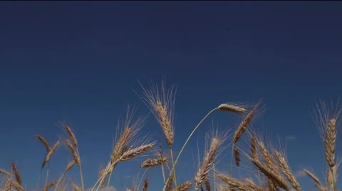 Summer landscape 4K. Wheat ears moving in the wind. Timelapse Stock Footage 53022711