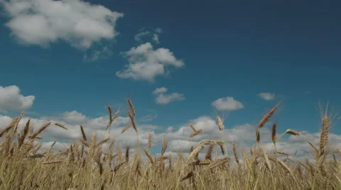 Summer landscape 4K. Wheat ears moving in the wind. Timelapse Stock Footage 53023051