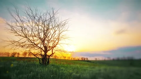 Summer landscape, against the sunset Stock Footage 144823068