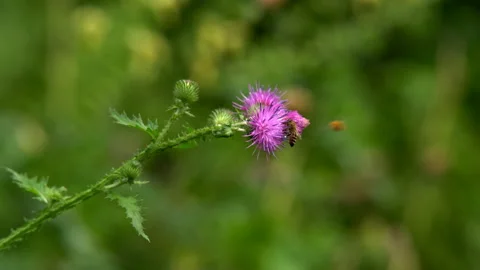 Summer landscape background Stock Footage 97958186