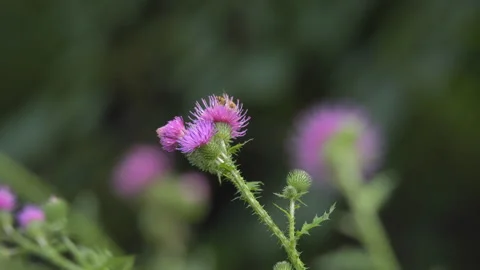Summer landscape background Stock Footage 97958292