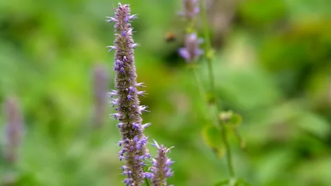 Summer landscape background Stock Footage 97958393