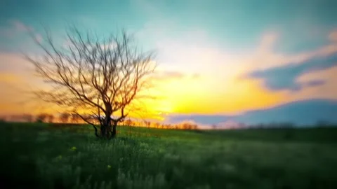 Summer landscape - background sunset meadow grass Stock Footage 144546789