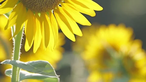 Summer landscape beautiful sunset sunflower fields Stock Footage 281348024