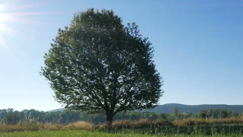 Summer landscape with beautiful tree Stock Footage 89528829