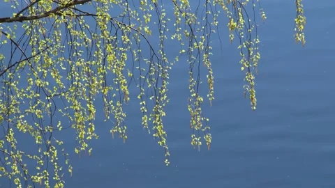 Summer landscape with birch branches with green leaves hanging over the water Stock Footage 170015989