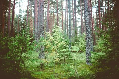Summer landscape clear panorama Stock-Fotos