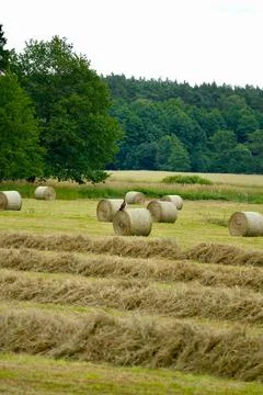 Summer landscape consisting of round stacks of freshly rolled hay and sitti.. Stock Photos