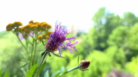 Summer landscape  with copy space. Stock Footage 265713824