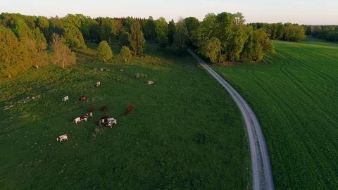 Summer landscape with cows Stock Footage 90483117