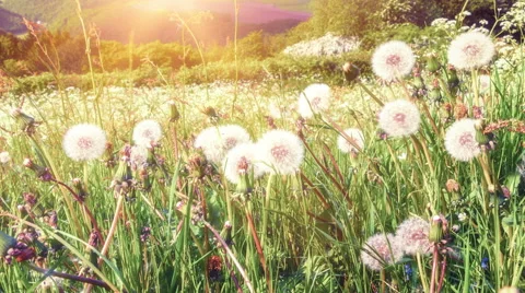 Summer landscape with dandelions. 4K Stock Footage 63498846