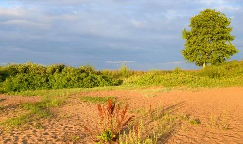 Summer landscape by day. Stock Photos