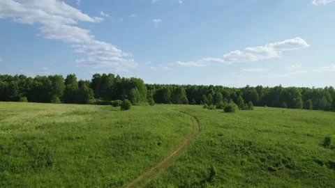 Summer landscape with dense green forest and fields. Aerial view scene with Stock Footage 159666722