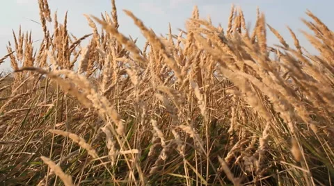 Summer landscape - dry grass in the field in August. Video stock 67203491