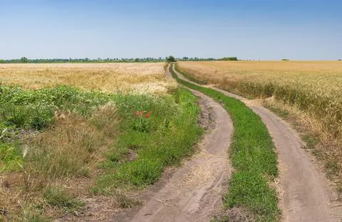 Summer landscape with an earth road between wheat  fields Stock Photos
