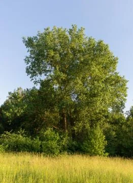 Summer landscape. The edge of the deciduous forest. Tree, bushes. grass, blue Stock Photos