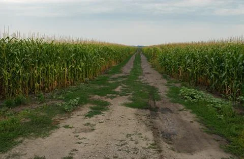 Summer landscape with empty  back road through maize field Stock Photos