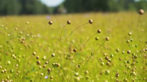 Summer landscape, a field of flax Stock Footage