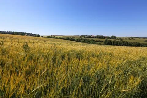 Summer landscape with fields of ears of wheat Stock Photos