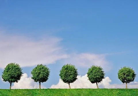 Summer landscape with five trees Stock Photos