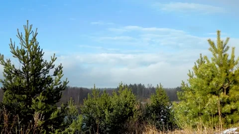 Summer landscape with floating clouds above the trees. slow motion Stock Footage 234491251