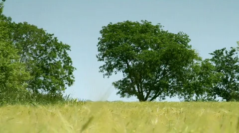 Summer Landscape Видео 761382