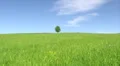 Summer landscape HD Footage