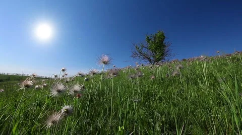 Summer landscape Stock Footage 6709552
