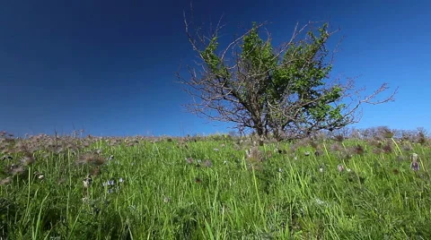 Summer landscape Stock Footage 6711663